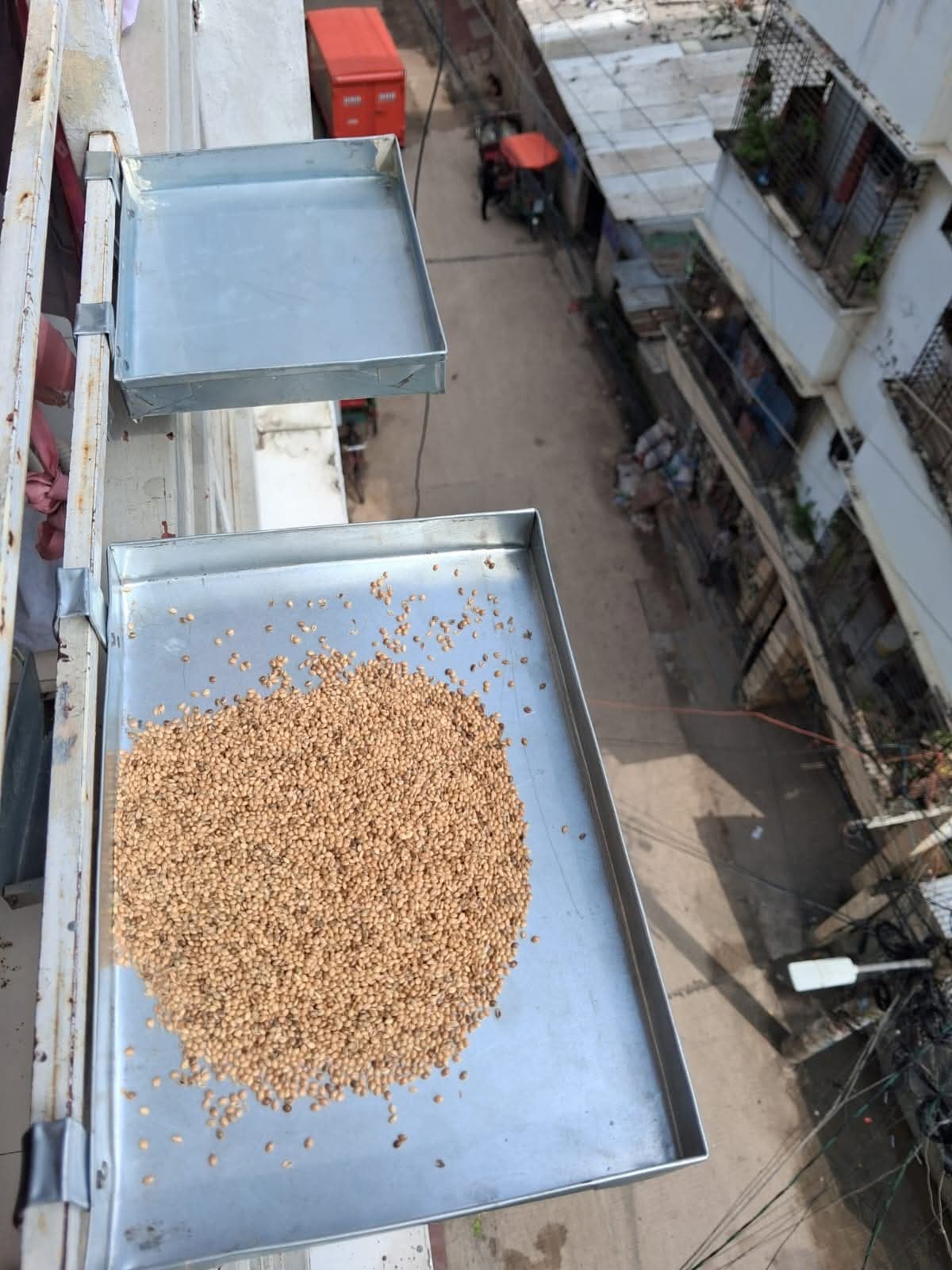 বার্ড ফুড ট্রে সেট
